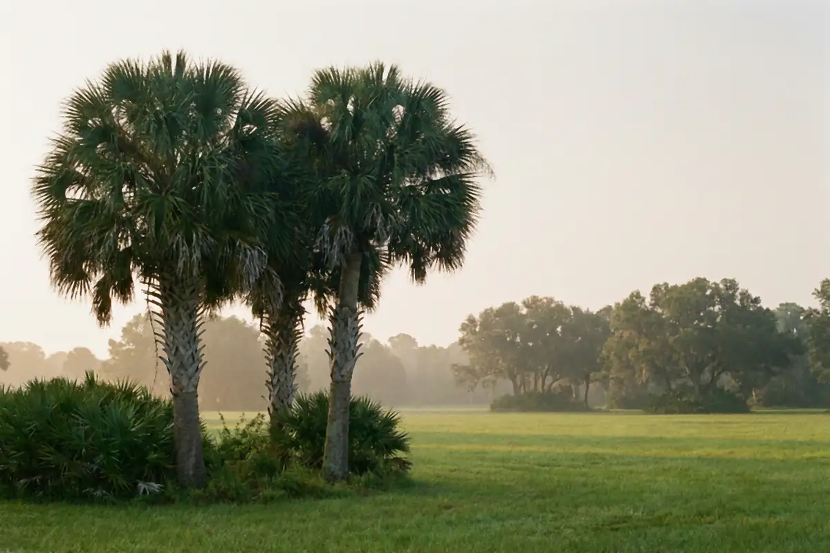 Sabal palms at the edge of an open green field in early morning haze